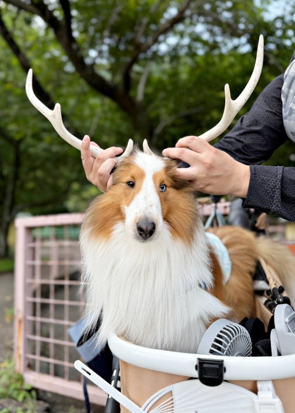 「シェルティ鹿」！？ ツノがよく似合う天ちゃん（画像提供：むじゅっとてんちゃんさん）
