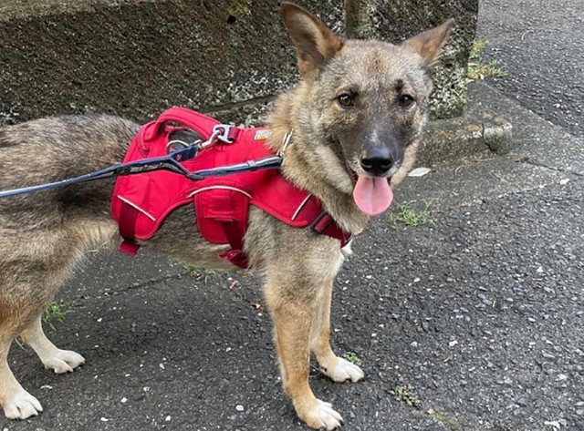 見た目からは想像しにくい繊細なミネアちゃん