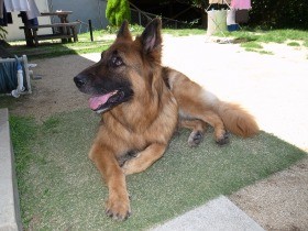 放棄されたシェパード　放浪中に保護、愛犬家のもとへ