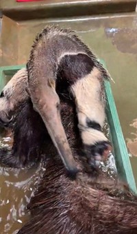 身体をひっくり返して尻尾も…（よこはま動物園ズーラシア公式Xより）
