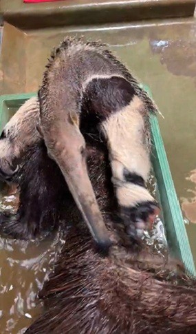 身体をひっくり返して尻尾も…（よこはま動物園ズーラシア公式Xより）