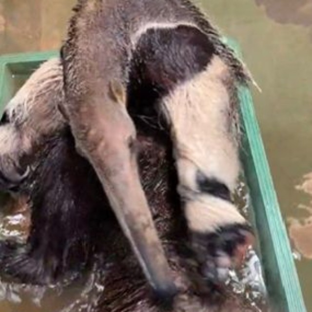 身体をひっくり返して尻尾も…（よこはま動物園ズーラシア公式Xより）