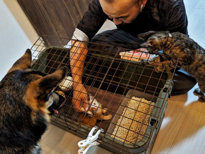 「ボクが見つけた子。早くなめさせて」とジオ。プニは新入りに怒っている（恵理さん提供）