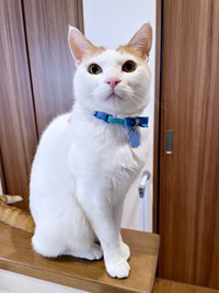 シュッとしたたたずまいが素敵なむぎくん（画像提供：むぎさん）