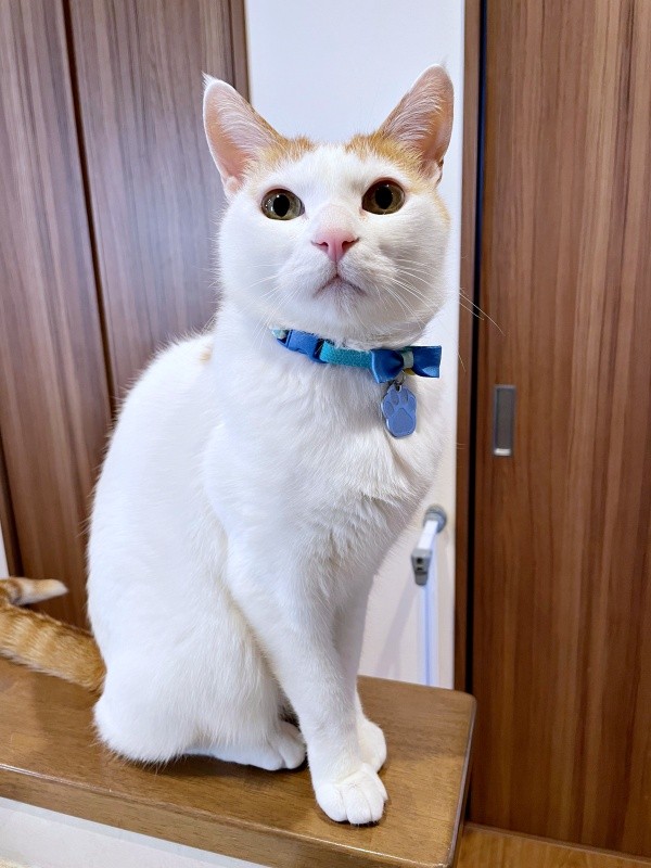 シュッとしたたたずまいが素敵なむぎくん（画像提供：むぎさん）