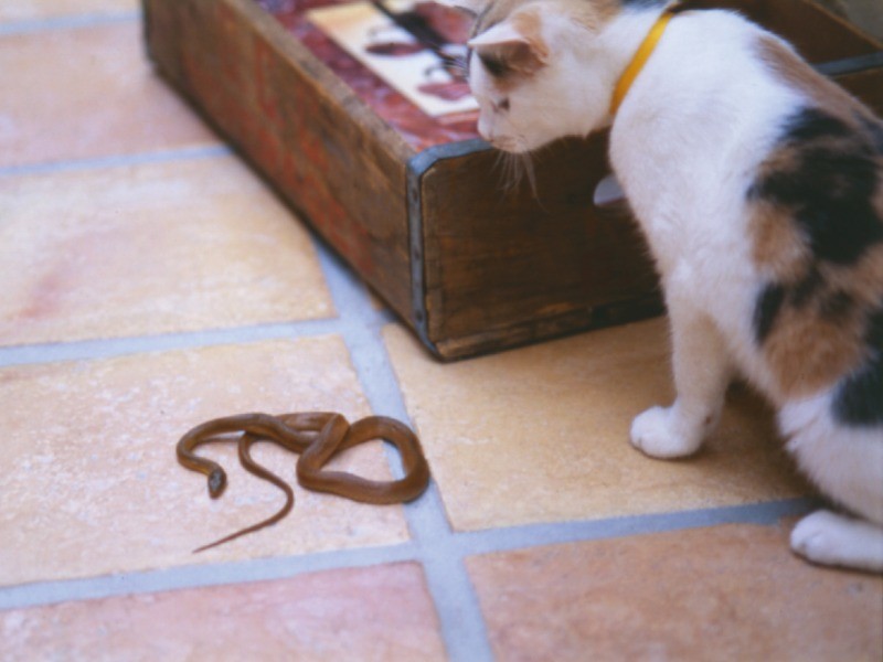 獲物は、大型の蛇を除いてみんな無駄なく栄養にしていたというからさすが（写真提供・村山由佳）