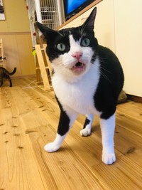 カズマくんは、ボス猫のような存在だったという（飛田さん提供）