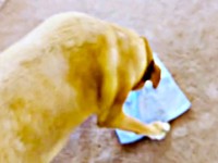 小さなハンドタオルを置くと、そばにやって来たリンちゃん（画像提供：リンちゃんゼルちゃん）