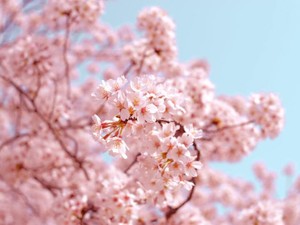 ずっと好きでしたよ、先生。私の青春のそばにいてくれて、ありがとう