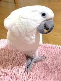 不思議な感触だなぁ…（提供：タイハクオウムのゆきまるさん）