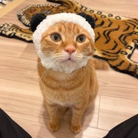 丸い顔に被り物がよく似合う