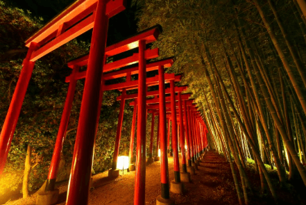 中津万象園　百本鳥居と大傘松をライトアップ　丸亀市・香川