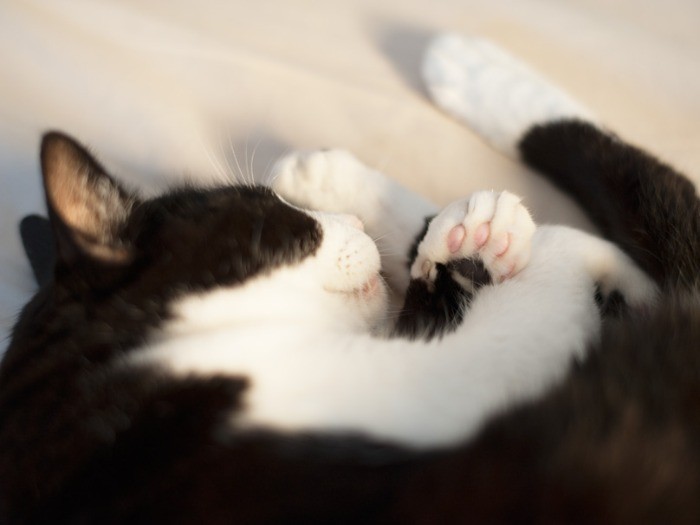 まったりお昼寝中（小林写函撮影）