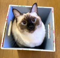 箱が大好きななみちゃん（提供：ソレイユさん）