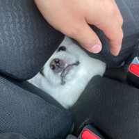 目的地がまだ「動物病院」と気づいていないボーノくん（提供：ボーノさん）