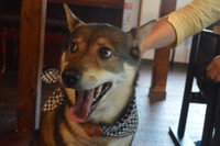 表情豊かなふたばちゃんは人気者