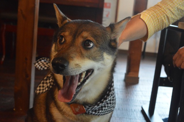 表情豊かなふたばちゃんは人気者