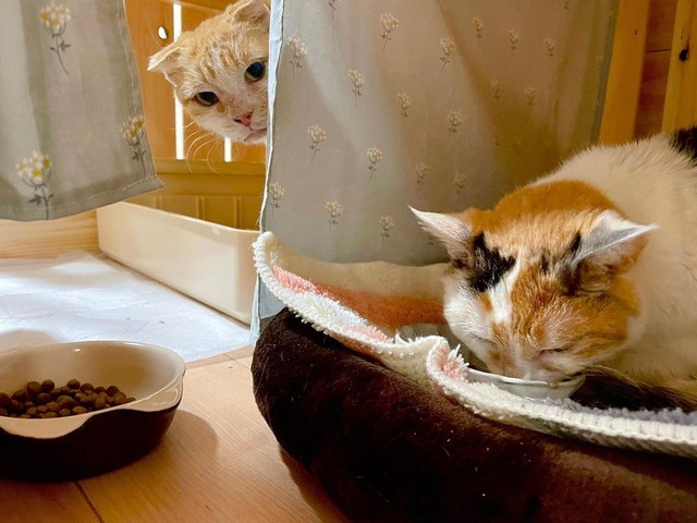 「あれ、何食べてるんだろ？？」と気になるネムちゃん