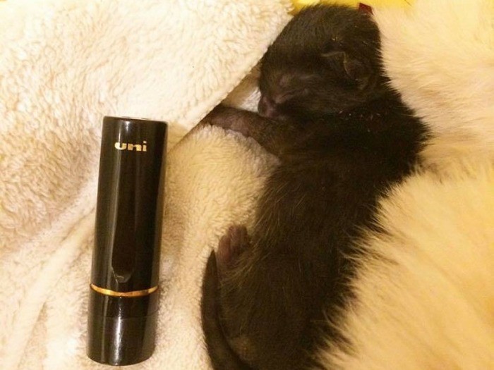 こんなにも小さかったんですね（＠bunyapon0110さん提供）。