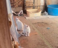 今回の住宅ではペットの飼育が認められていなかったため、手術の支援制度が使えず…（「かごねこ」さん提供、Instagramよりキャプチャ撮影）※画像はトリミングしています