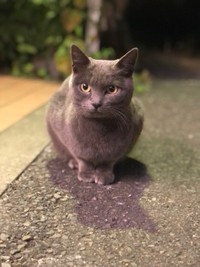 ローソン駐車場でごはんをもらっていた頃