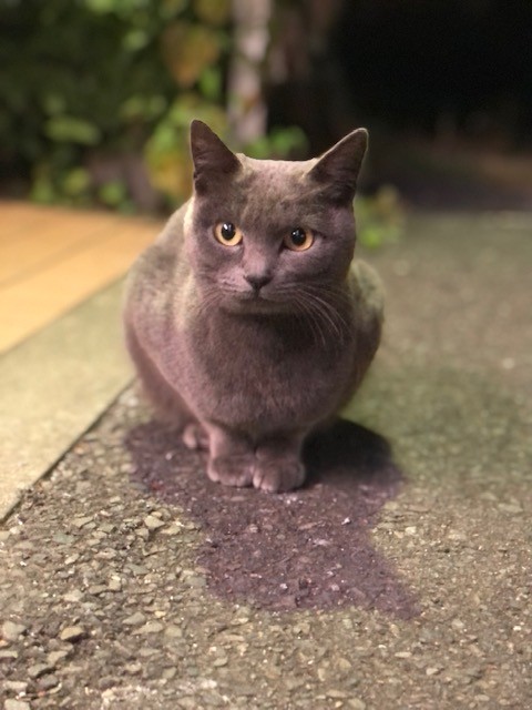 ローソン駐車場でごはんをもらっていた頃