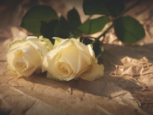 新卒３か月で退職し、遠距離の彼の元へ。一か八かの賭けだった