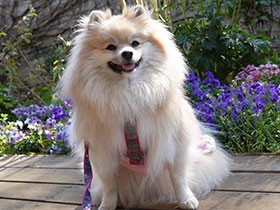 笑顔が最高！　甘えん坊でおてんばなポメラニアン「りら」