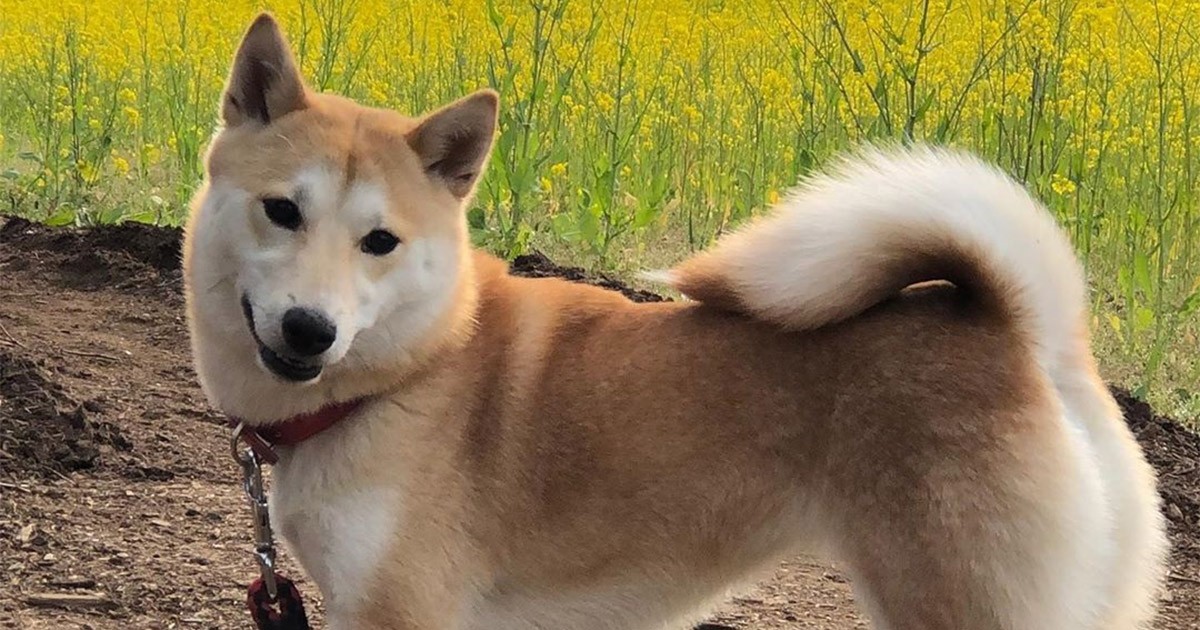 菜の花、キレイだね どんなわんことも仲良くなれる柴犬「柚子」 | 「犬