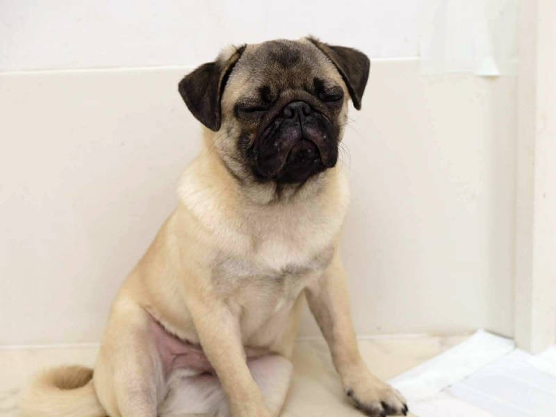 座って寝落ち（UG DOGS提供）