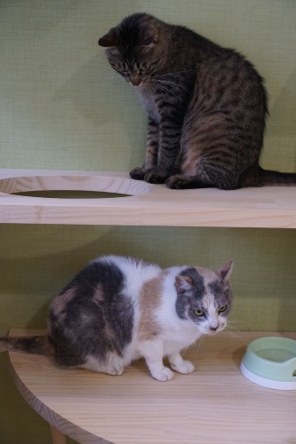 女子チーム。めいちゃん（上）とふうちゃん