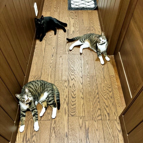 イタズラ三銃士（手前）ロッキーくん（中央）チャームくん（奥）ジョンちゃん（画像提供：みぃ～みぃ～ちゃんとジャミラズさん）