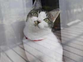 雨の降るなか、道路で丸くなっていた保護猫の「もちこ」