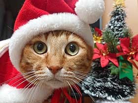 事故にあい助けを求めてきた茶トラ「にゃんた」、うちの子に