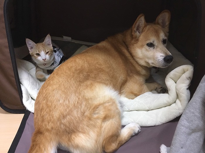 あたしの寝床なんですが・・・