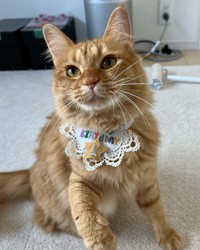 手作りのスタイをつけて。1歳のお誕生日＝motsuceratopsさん提供

