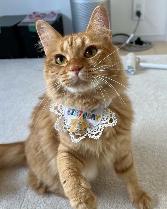 手作りのスタイをつけて。1歳のお誕生日＝motsuceratopsさん提供

