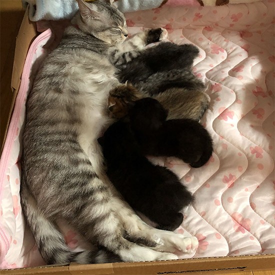 5匹を出産し、お乳をのませるよもぎ（さわたさん提供）