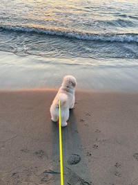 波打ち際にて（画像提供：ぺんたさん)