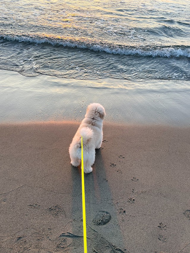 波打ち際にて（画像提供：ぺんたさん)