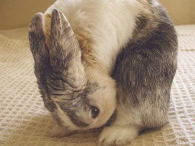 健康診断には便持参を　うさぎの胃腸とうんち