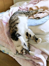 「落ちそう！！」 逆さまになって眠るこたろくん（画像提供：ぴてさん）