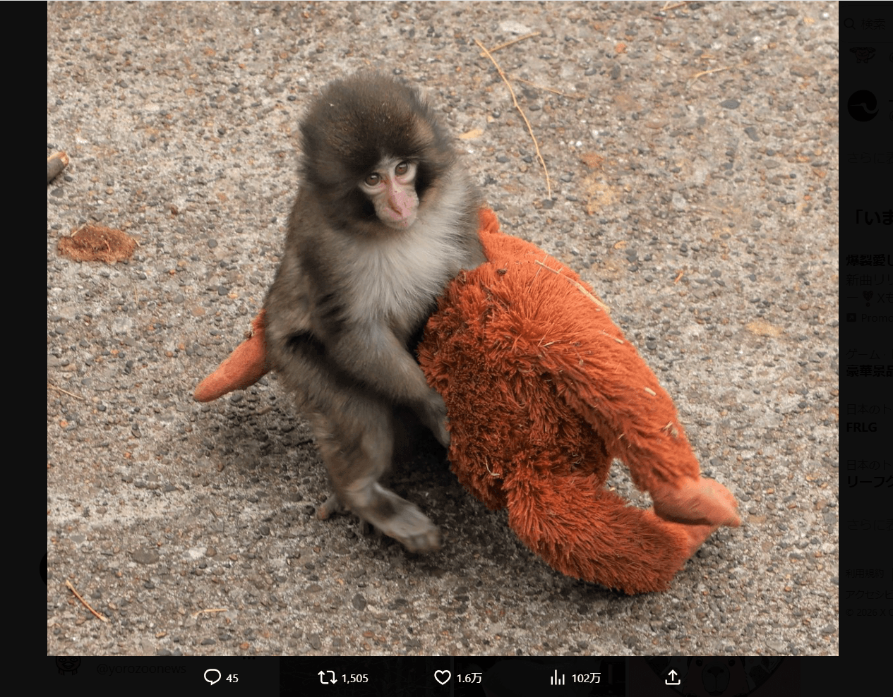 市川市動植物園の公式X（@ichikawa_zoo）より