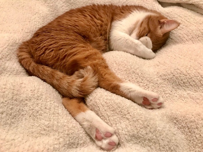 手で顔を隠して寝るクセがあるごろりん