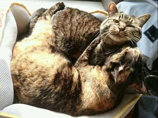 猫がいる我が家に、他人がゾロゾロ…　それぞれの反応は？