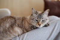 パパの膝の上で甘える＝chako_nakaさん提供