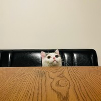 ひょっこり現れた可愛い子＝立ち耳スコのフクさん（@fukuneko_47）提供
