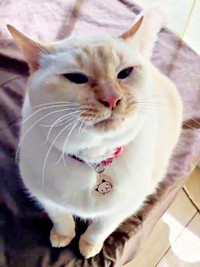 飼い主さんを見つめるチャーリーくん（画像提供：half&herbさん）