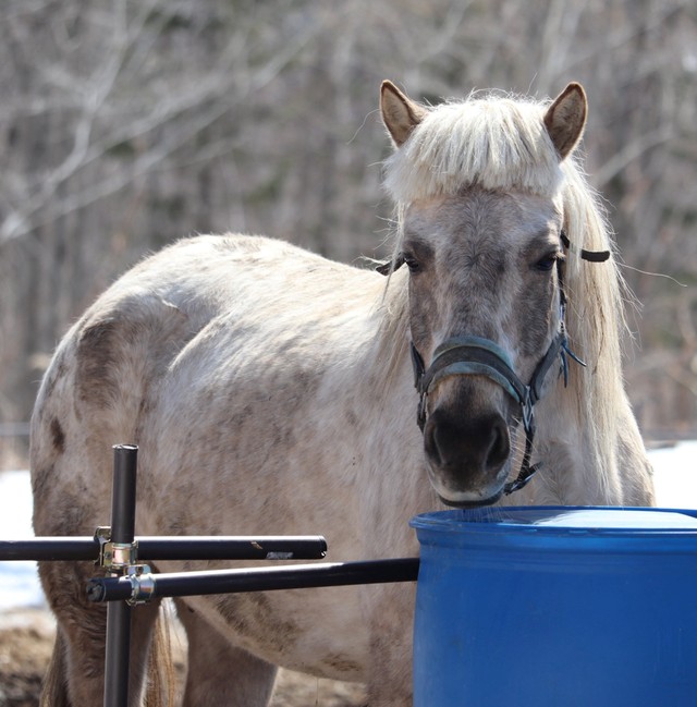 逆にオシャレ！？パッツン姿に