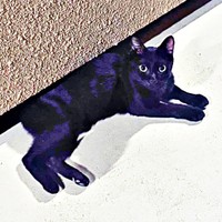 保護前、飼い主さんを待つようになったしずくちゃん（画像提供：さばりんご。さん）